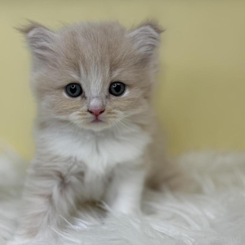 販売中の埼玉県のサイベリアン-137234の1枚目