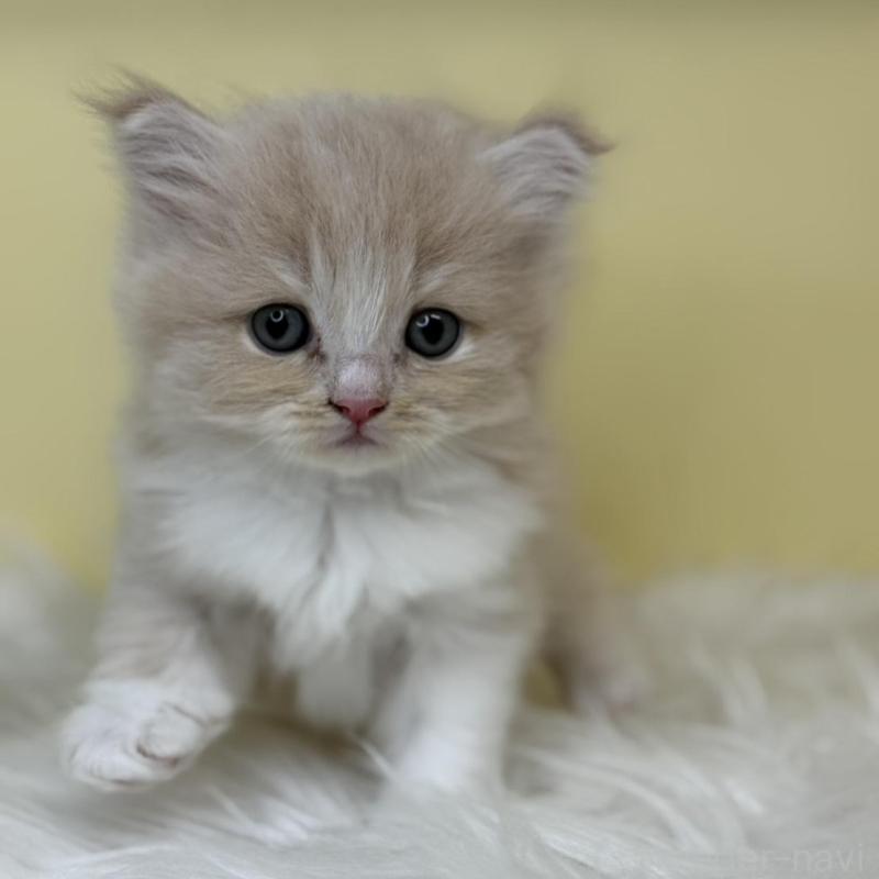 販売中の埼玉県のサイベリアン-137234の2枚目