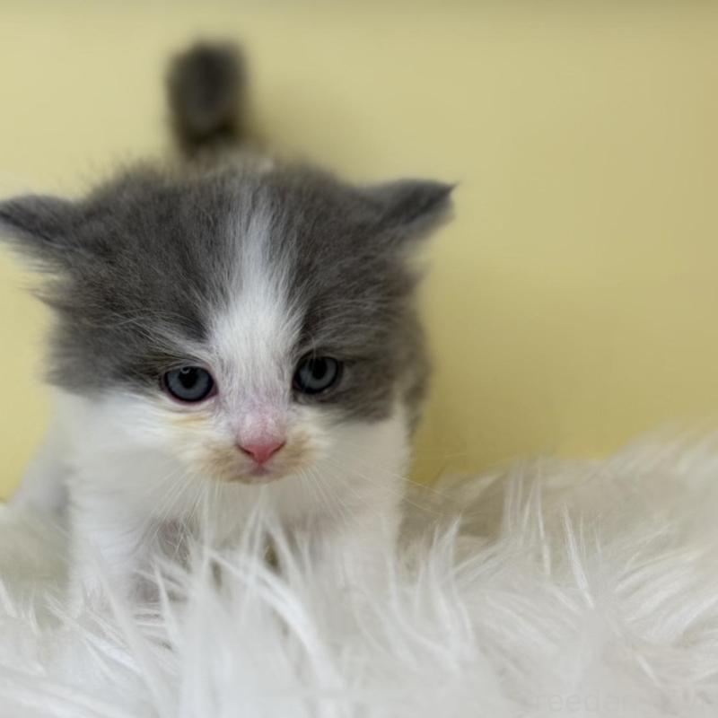 販売中の埼玉県のサイベリアン-137235の3枚目