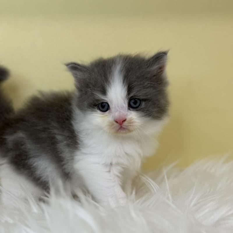 販売中の埼玉県のサイベリアン-137235の2枚目