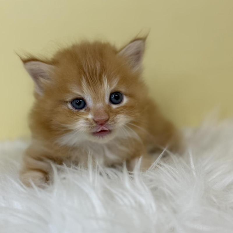 販売中の埼玉県のサイベリアン-137236