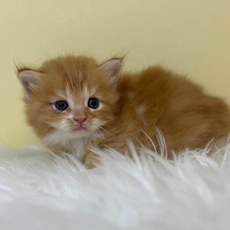 販売中の埼玉県のサイベリアン-137236の3枚目