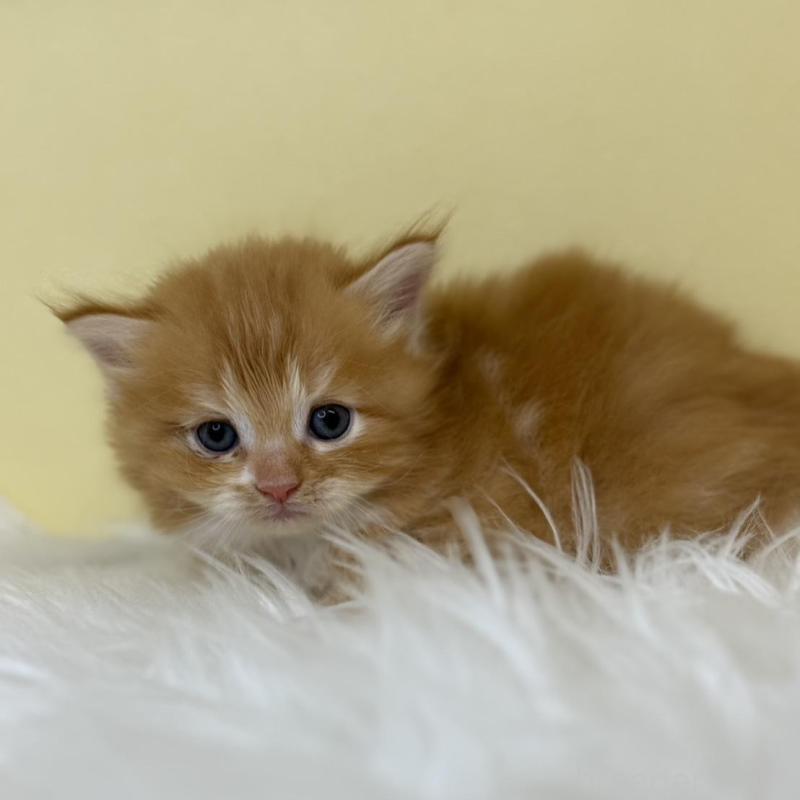 販売中の埼玉県のサイベリアン-137236の2枚目