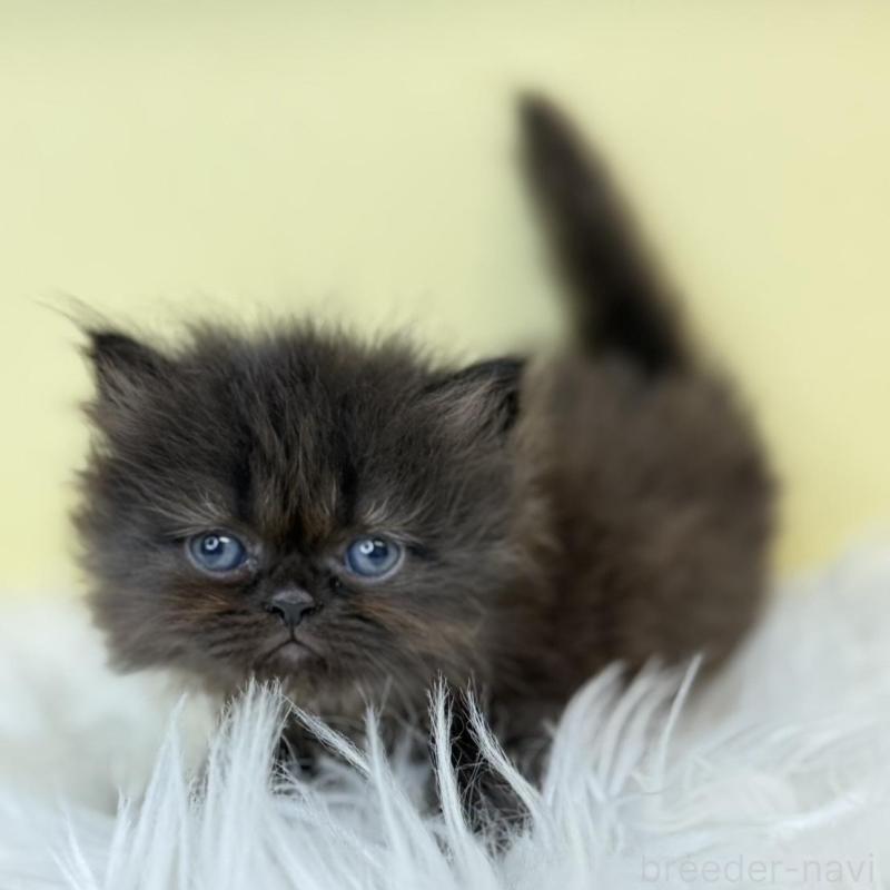 販売中の埼玉県のフォールデックス-137238