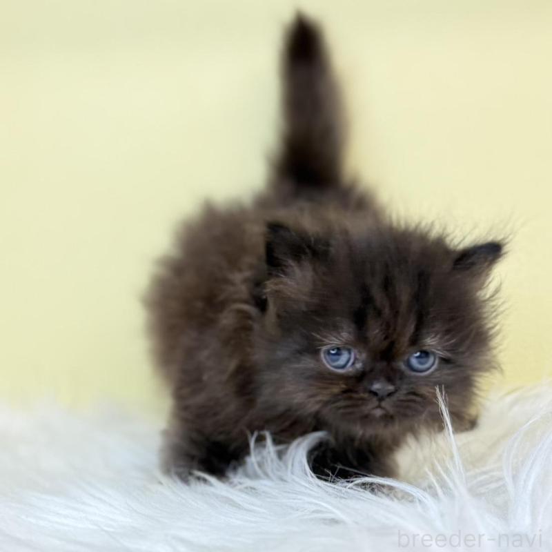 販売中の埼玉県のフォールデックス-137238の4枚目