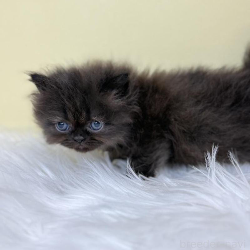 販売中の埼玉県のフォールデックス-137238の3枚目