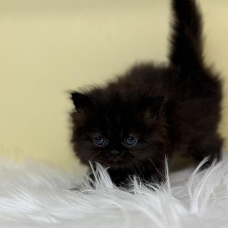 販売中の埼玉県のフォールデックス-137238の2枚目