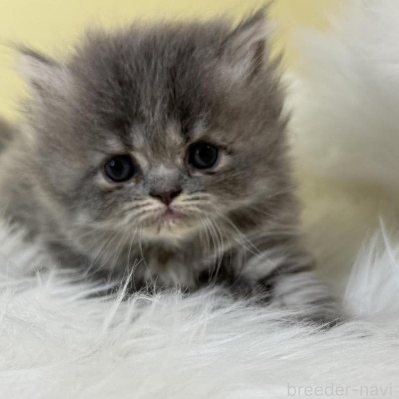 販売中の埼玉県のフォールデックス-137240