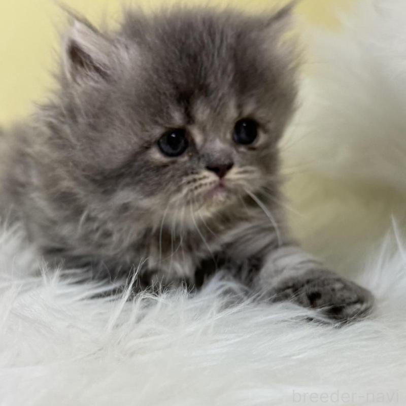 販売中の埼玉県のフォールデックス-137240の4枚目