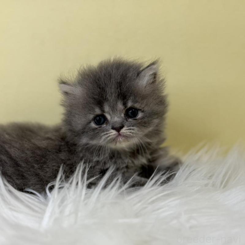 販売中の埼玉県のフォールデックス-137240の3枚目