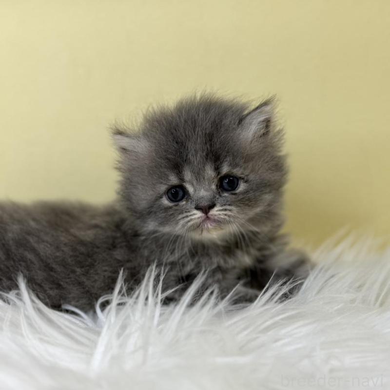 販売中の埼玉県のフォールデックス-137240の2枚目