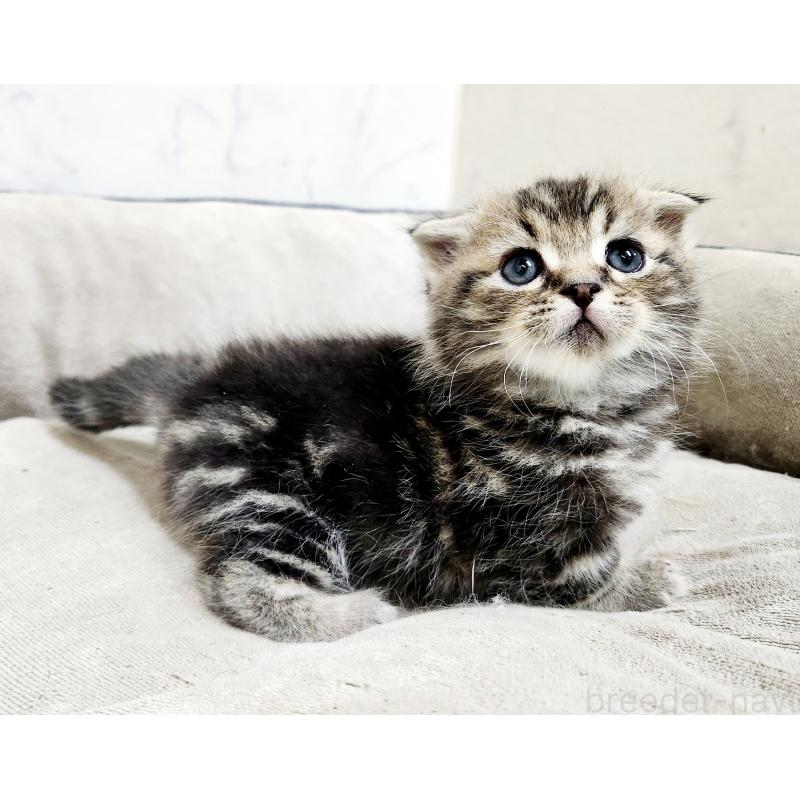 販売中の北海道のマンチカン(短足)-137302の7枚目