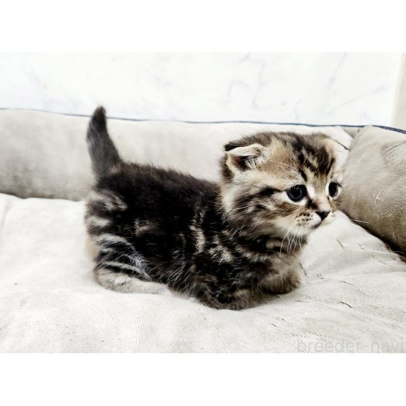 販売中の北海道のマンチカン(短足)-137302の6枚目