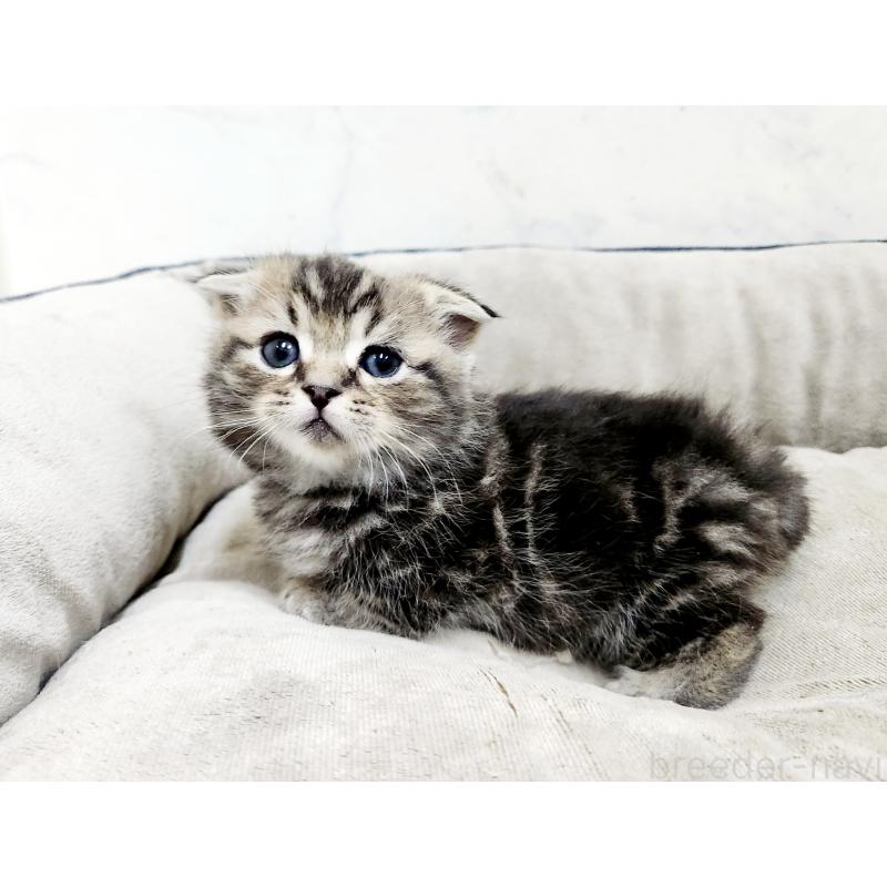 販売中の北海道のマンチカン(短足)-137302の5枚目