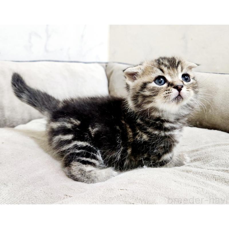 販売中の北海道のマンチカン(短足)-137302の4枚目