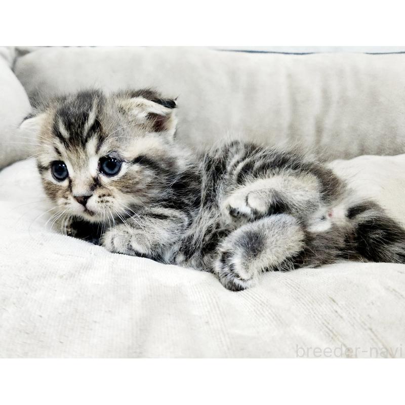 販売中の北海道のマンチカン(短足)-137302の2枚目