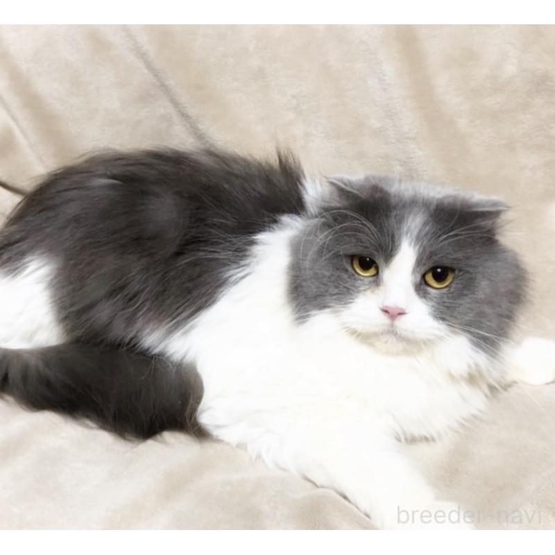 販売中の埼玉県のスコティッシュフォールド-137303の5枚目