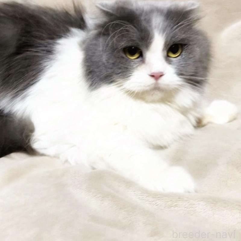 販売中の埼玉県のスコティッシュフォールド-137303の4枚目