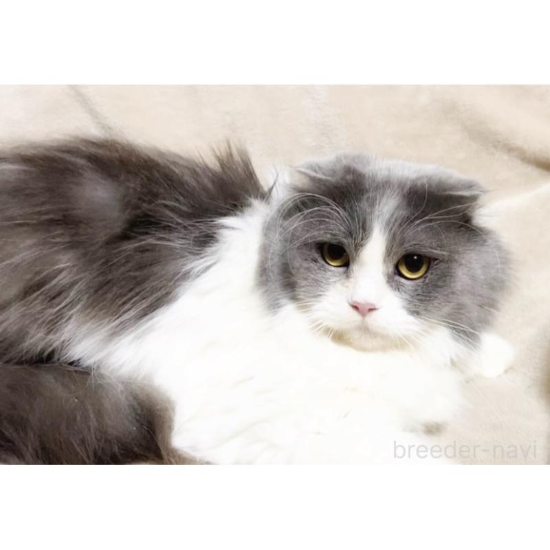 販売中の埼玉県のスコティッシュフォールド-137303の3枚目