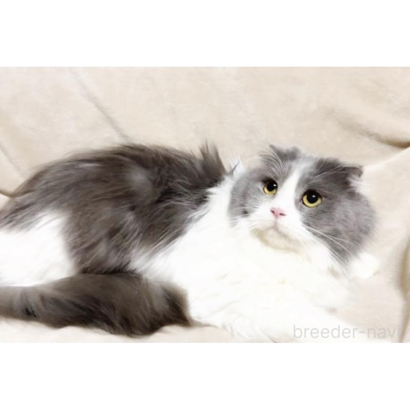 販売中の埼玉県のスコティッシュフォールド-137303の2枚目