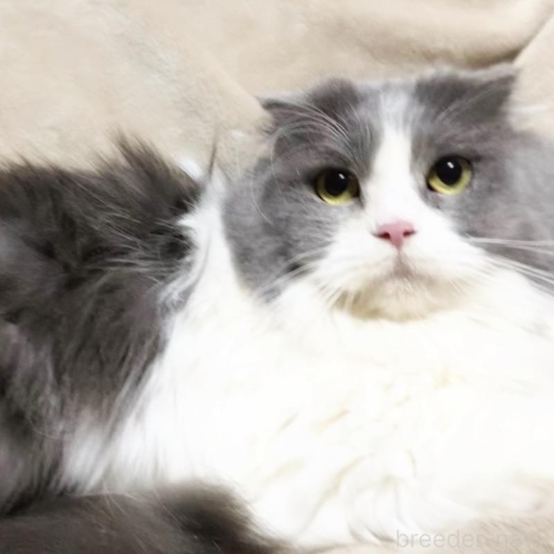 販売中の埼玉県のスコティッシュフォールド-137303の1枚目