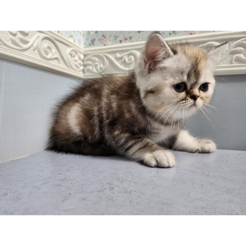 商談中の北海道のエキゾチックショートヘア-135224の6枚目