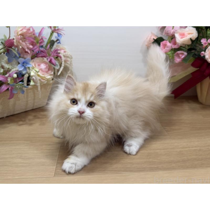 販売中の東京都のミヌエット-136381の10枚目