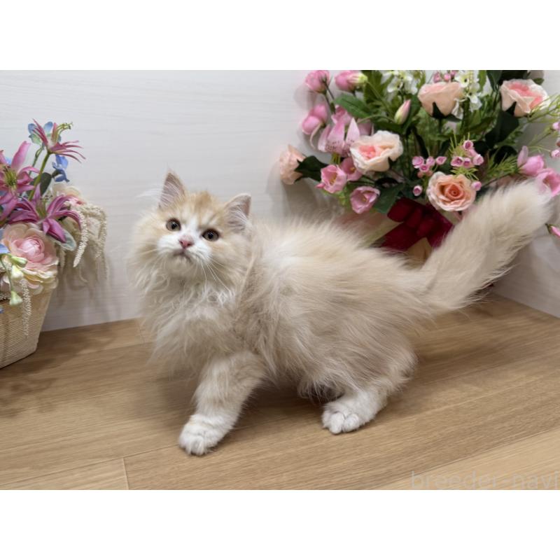 販売中の東京都のミヌエット-136381の9枚目