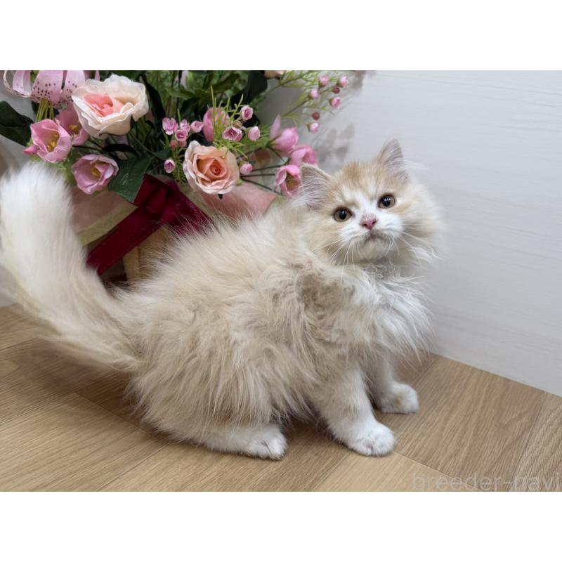 販売中の東京都のミヌエット-136381の8枚目