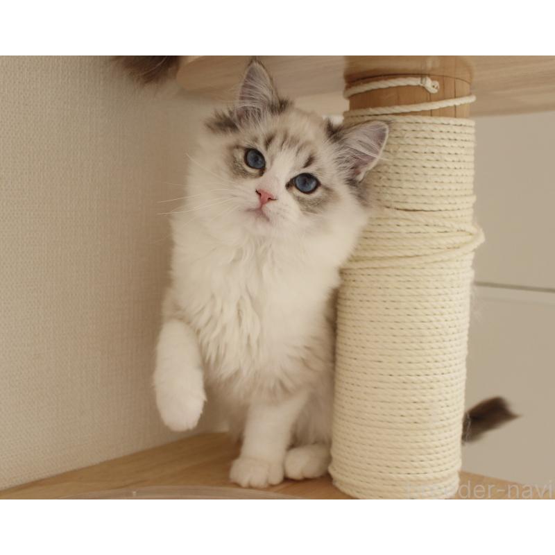 販売中の山梨県のラグドール-131653の4枚目