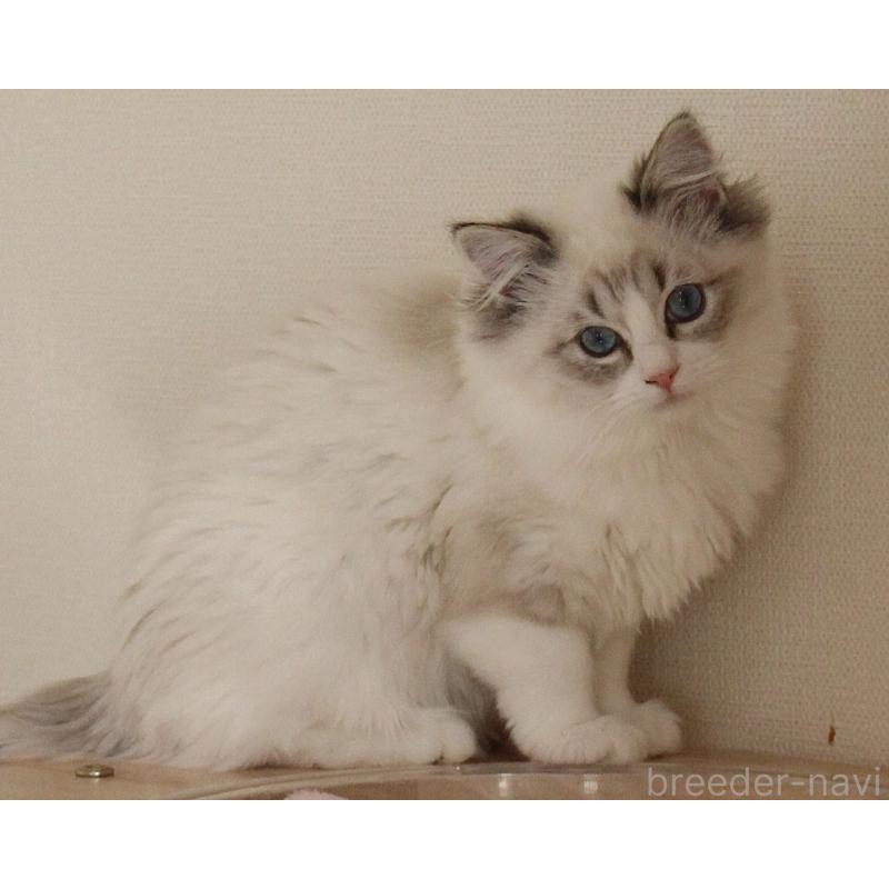 販売中の山梨県のラグドール-131653の2枚目