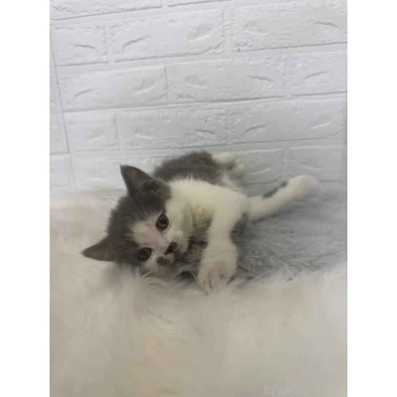 販売中の岡山県のブリティッシュショートヘア-137304の9枚目