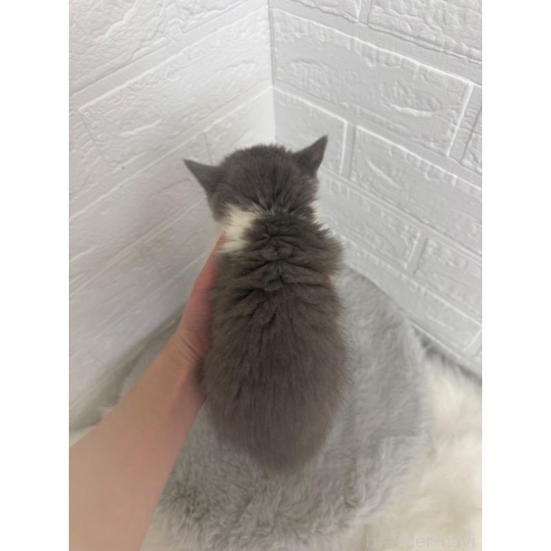 販売中の岡山県のブリティッシュショートヘア-137304の7枚目