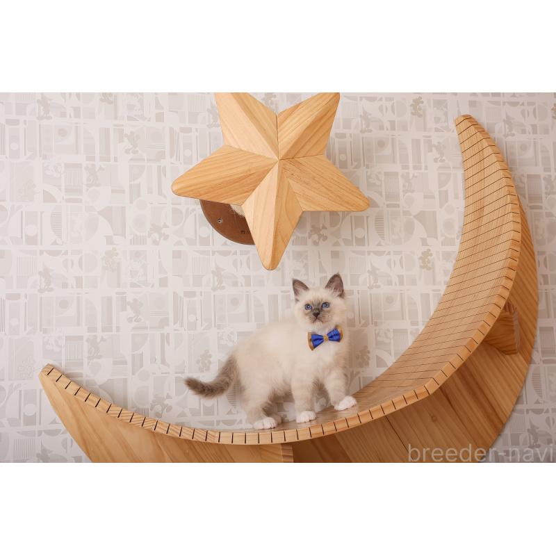 成約済の群馬県のバーマン-136472の5枚目