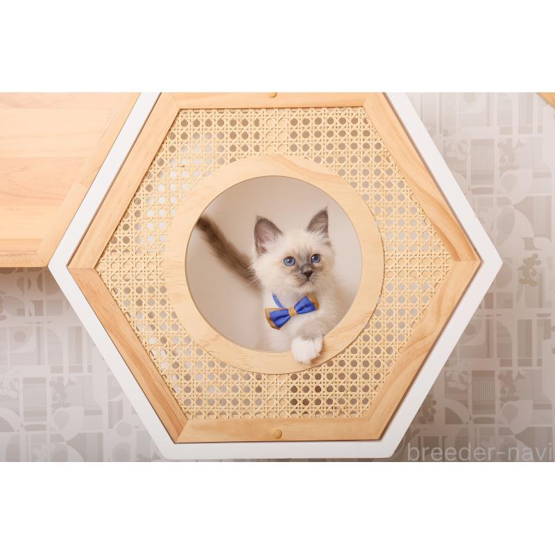 成約済の群馬県のバーマン-136472の3枚目