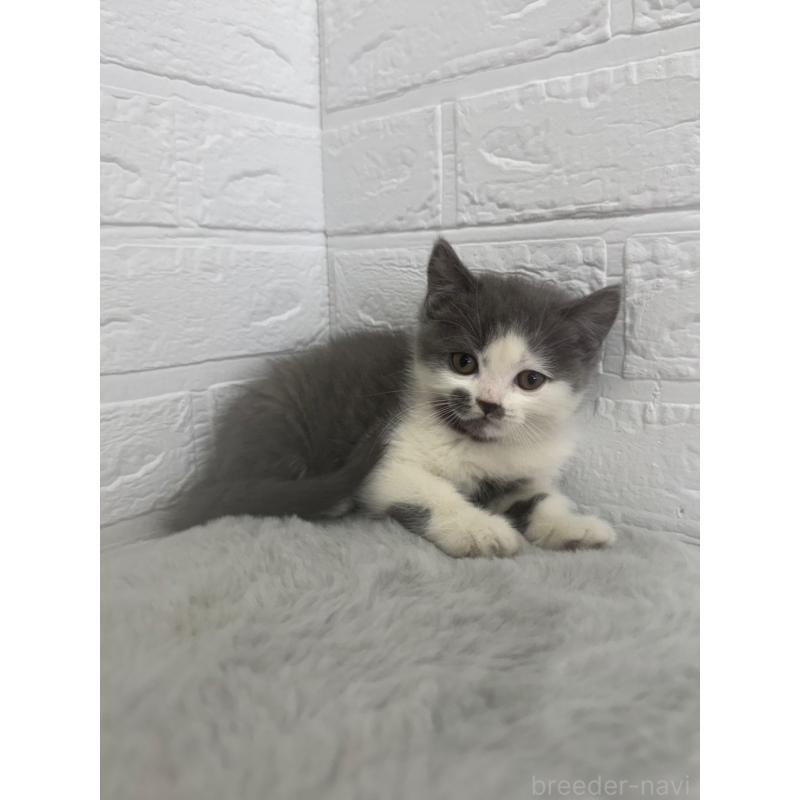 販売中の岡山県のブリティッシュショートヘア-137304の3枚目