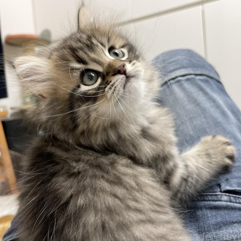 販売中の愛知県のミヌエット-134737