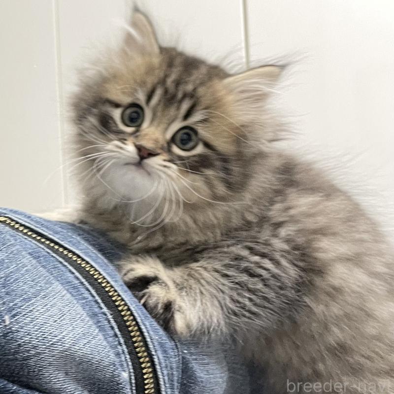 販売中の愛知県のミヌエット-134737の12枚目