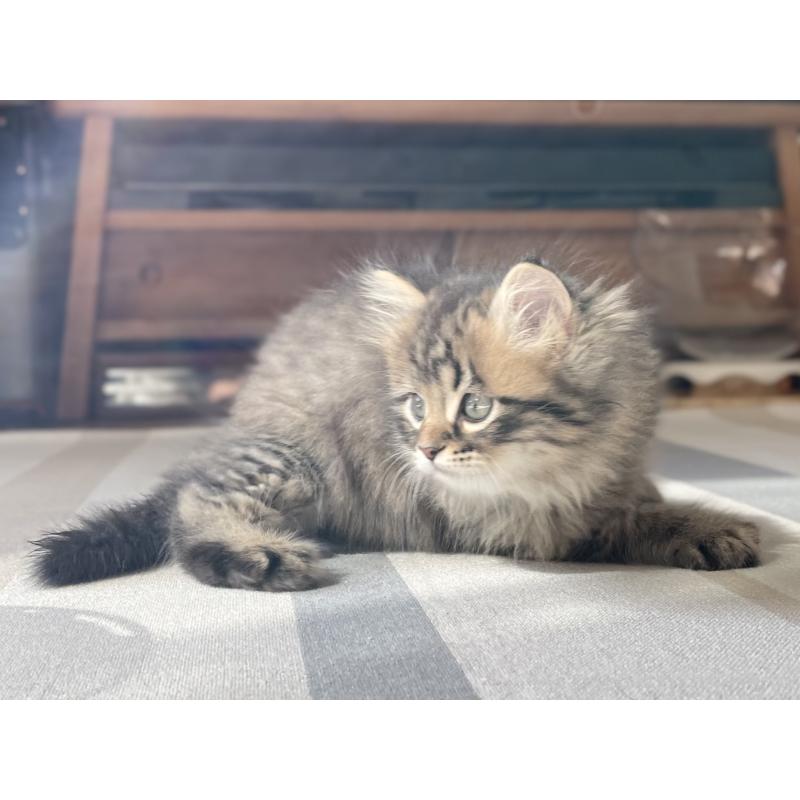 販売中の愛知県のミヌエット-134737の11枚目