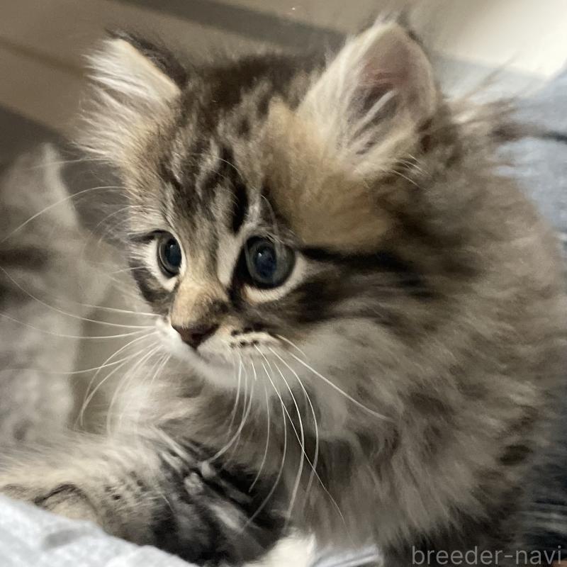 販売中の愛知県のミヌエット-134737の9枚目