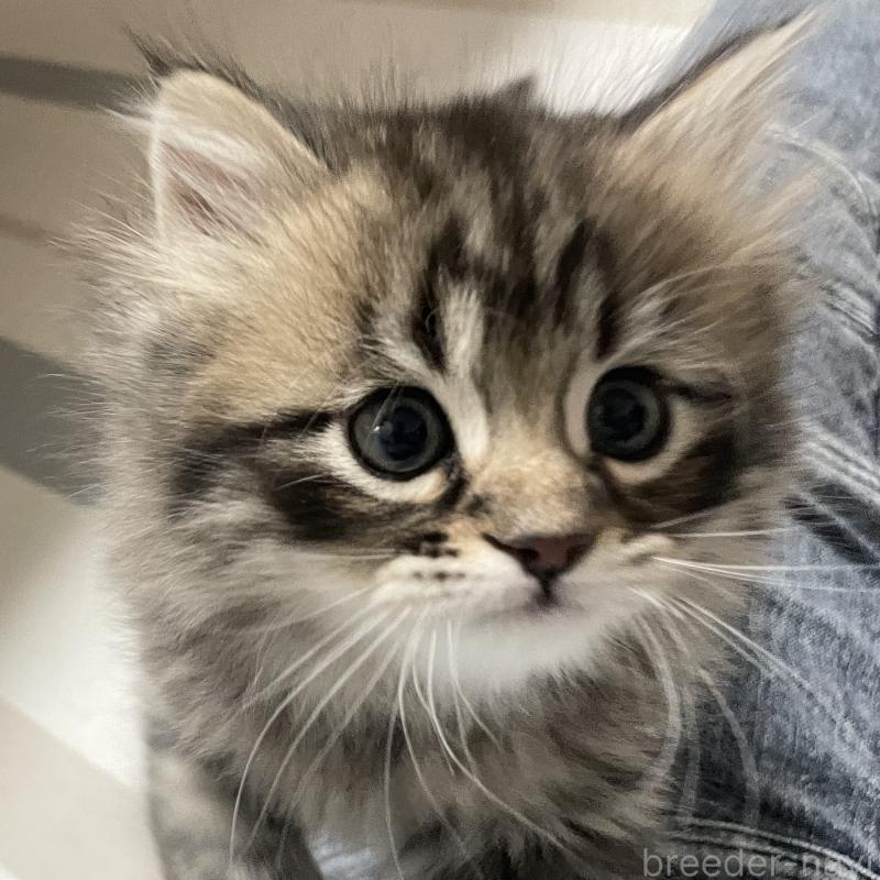 販売中の愛知県のミヌエット-134737の8枚目