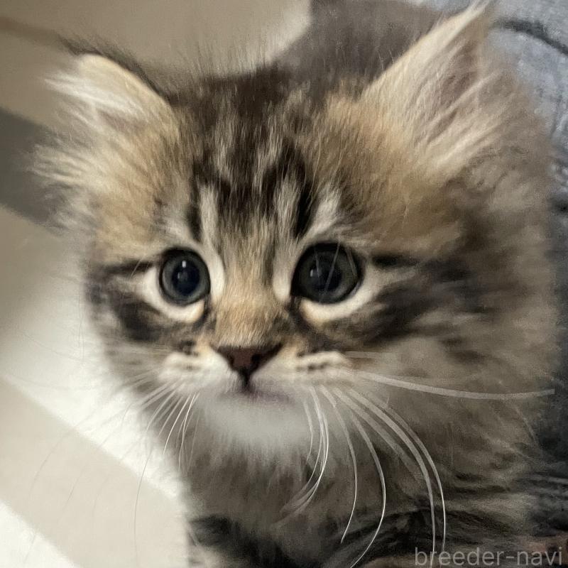 販売中の愛知県のミヌエット-134737の7枚目