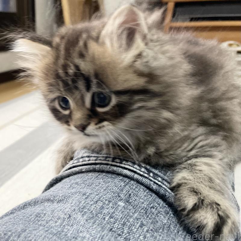 販売中の愛知県のミヌエット-134737の5枚目