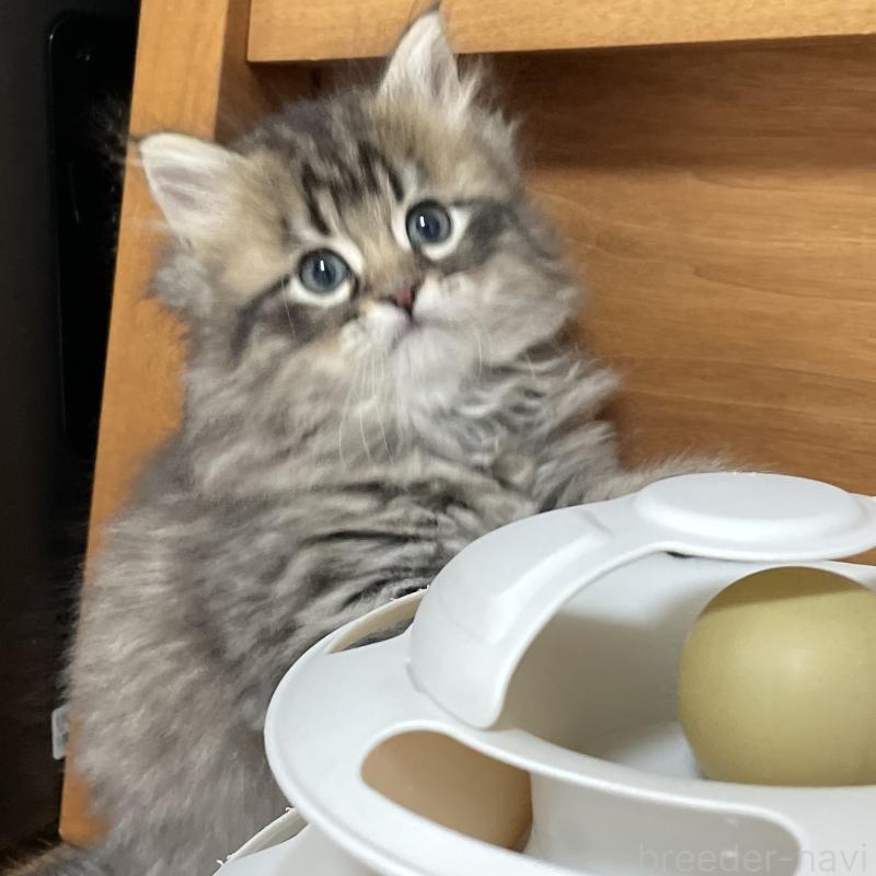 販売中の愛知県のミヌエット-134737の4枚目