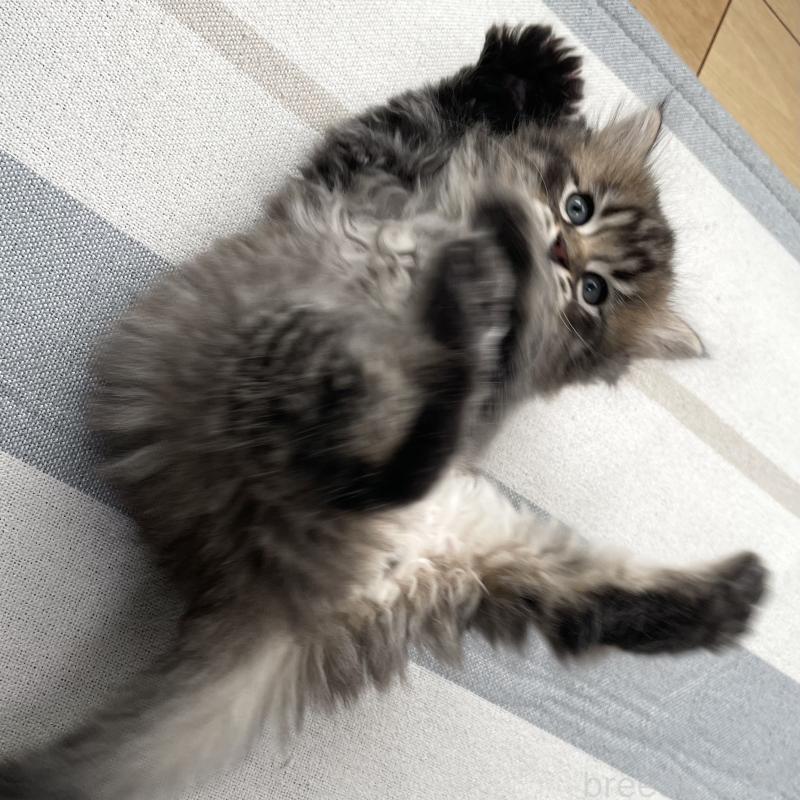 販売中の愛知県のミヌエット-134737の3枚目