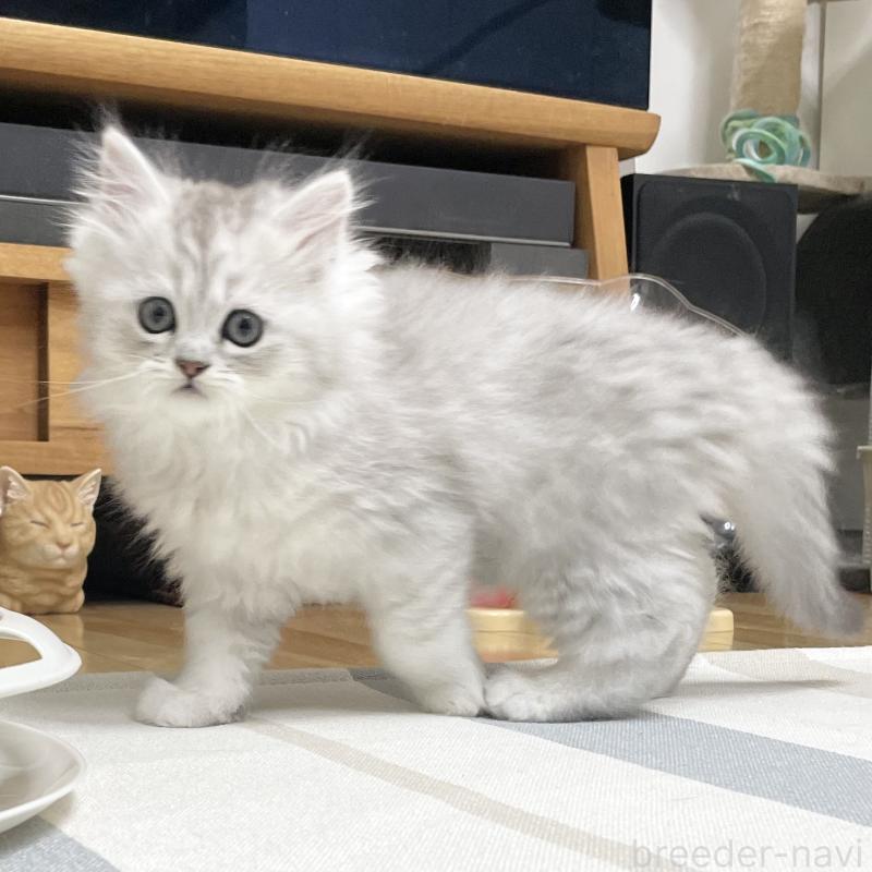 販売中の愛知県のミヌエット-134740の13枚目