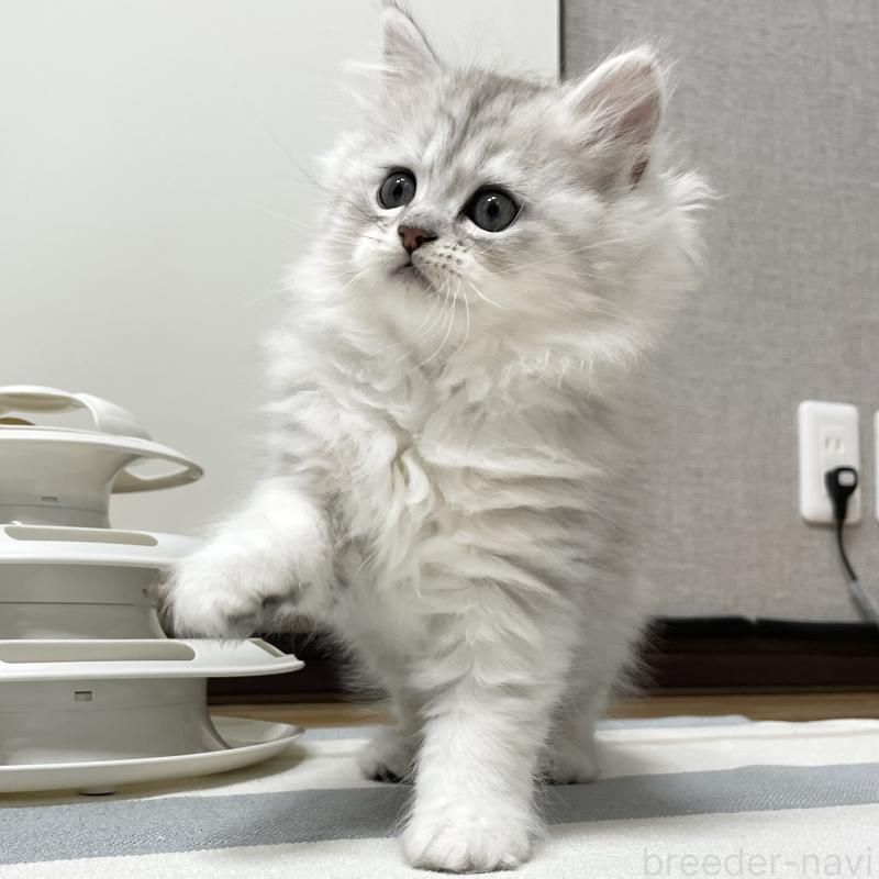 販売中の愛知県のミヌエット-134740の11枚目