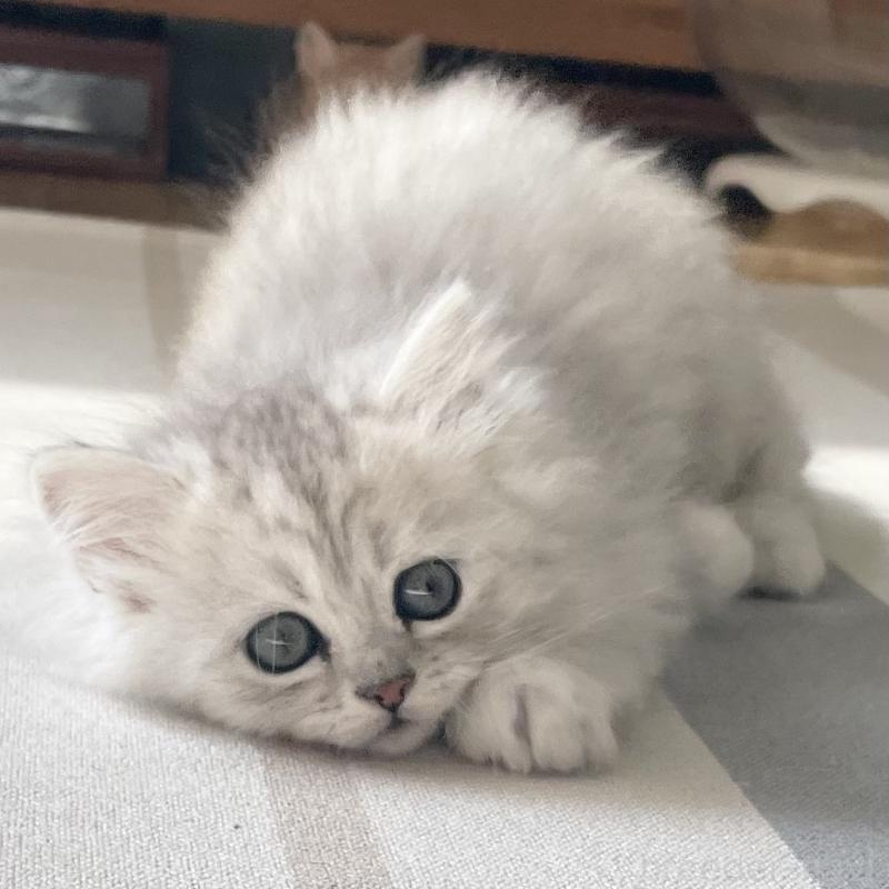 販売中の愛知県のミヌエット-134740の10枚目