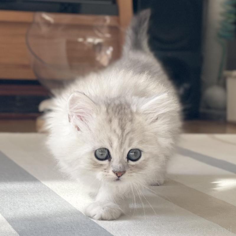 販売中の愛知県のミヌエット-134740の9枚目