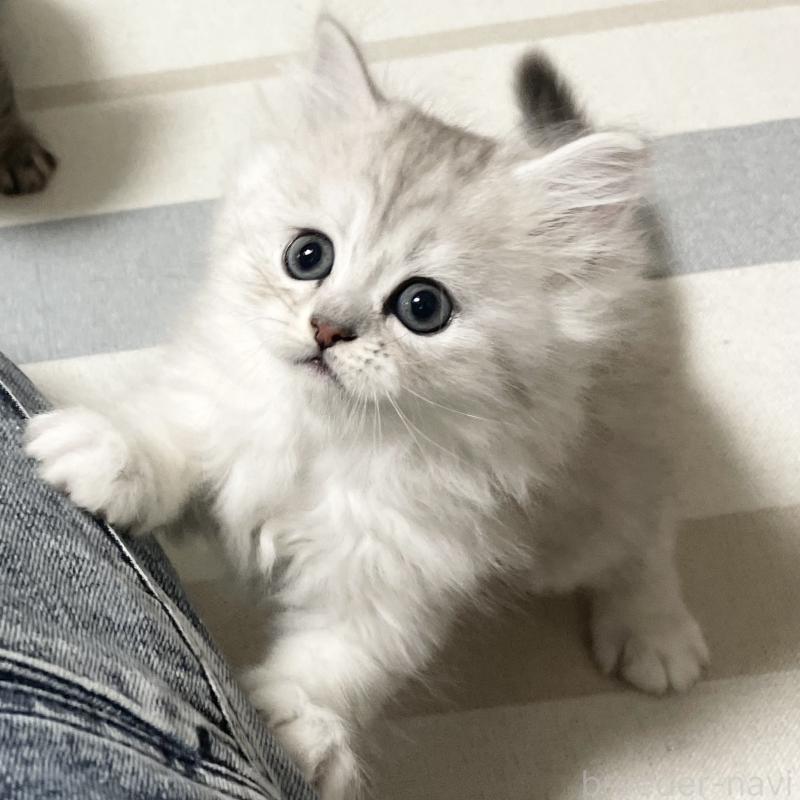 販売中の愛知県のミヌエット-134740の8枚目